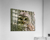 DSC02202 2 Edit Acrylic Print