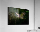 DSC03596 Edit 2 Acrylic Print