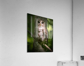 DSC08762 Edit 5 Acrylic Print