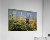 DSC03272 Edit Acrylic Print