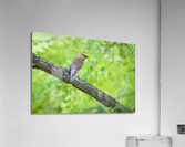 DSC04111 Edit 2 Acrylic Print