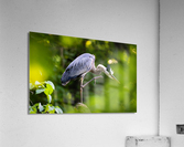 DSC06161 Edit Acrylic Print