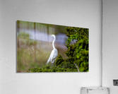 AC3Y6913 Edit Acrylic Print