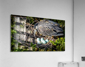 5F4A6695 2 Acrylic Print