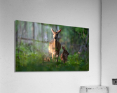 DSC06338 Edit Acrylic Print