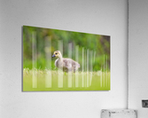 AC3Y7986 Edit Acrylic Print