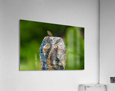 DSC06924 Edit Acrylic Print