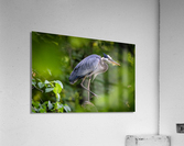 DSC06164 Edit Acrylic Print
