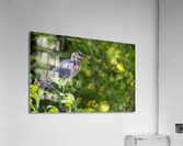 DSC06105 Edit Acrylic Print