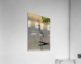 AC3Y8975 Edit1 Acrylic Print