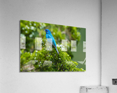 DSC00998 Edit Acrylic Print