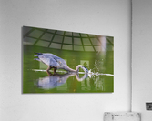 DSC07954 Edit 2 Acrylic Print