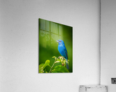 DSC07821 Edit Edit Edit Acrylic Print