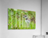 DSC02350 Edit Acrylic Print