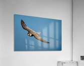 DSC03319 Edit Acrylic Print