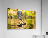 DSC07111 Edit Acrylic Print