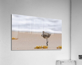 DSC01249 Edit 2 Acrylic Print