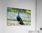 DSC03251 Edit Acrylic Print