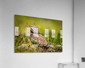 DSC06241 Edit Acrylic Print