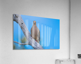 DSC05361 Edit Acrylic Print
