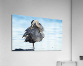 DSC04514 Edit Acrylic Print