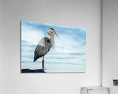 DSC04481 Edit 2 Acrylic Print