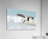 DSC07527 Edit 2 Acrylic Print