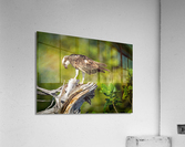 DSC08554 Edit Acrylic Print