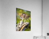 DSC08640 Edit Acrylic Print