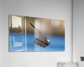 DSC00313 2 Edit Acrylic Print