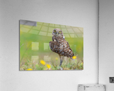 DSC06001 Edit Acrylic Print