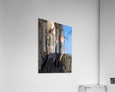 DSC07556 Edit 7 Acrylic Print