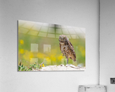 DSC05546 Edit Acrylic Print