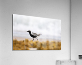 DSC00703 Edit Acrylic Print