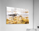 DSC00855 Edit Acrylic Print