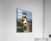 DSC04517 Edit Acrylic Print
