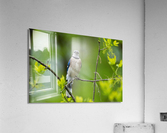 DSC00777 Edit Acrylic Print