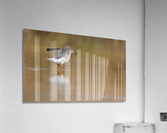 DSC04535 Edit 2 Acrylic Print