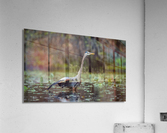 DSC06001 Edit Acrylic Print