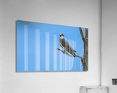 DSC01478 Edit Acrylic Print