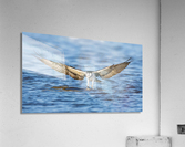 DSC00581 Edit Acrylic Print