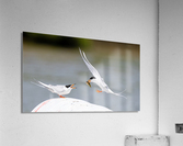 DSC02631 Edit Acrylic Print