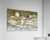 DSC08171 Edit Acrylic Print