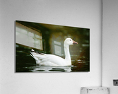 DSC09990 Edit Acrylic Print