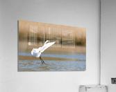 DSC01806 Edit Acrylic Print