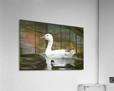 DSC09705 Edit Acrylic Print