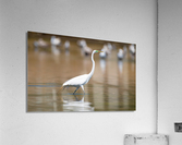 DSC01859 Edit Acrylic Print