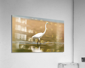 DSC01928 Edit 2 Acrylic Print