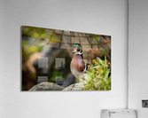 AC3Y3940 Edit 2 Acrylic Print