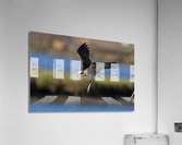 DSC08849 Edit Acrylic Print
